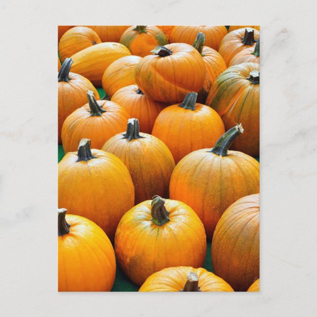 PUMPKINS AUTUMN POSTCARDS (Front)
