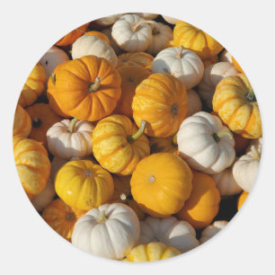Pumpkins Classic Round Sticker