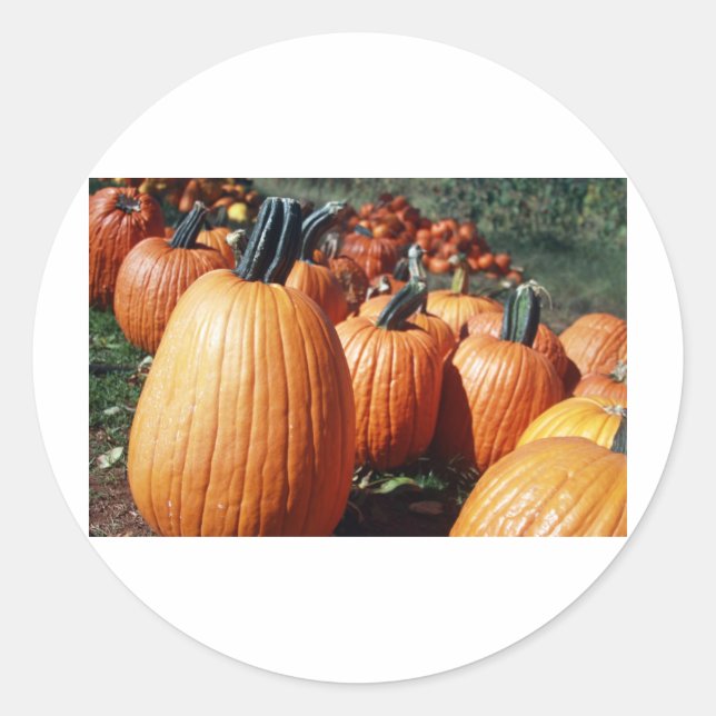 Pumpkins Classic Round Sticker (Front)