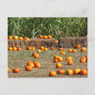 Pumpkins, Corn and Hay Autumn Harvest Photography Postcard