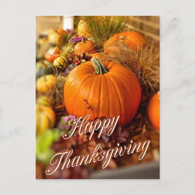 Pumpkins display postcard (Front)