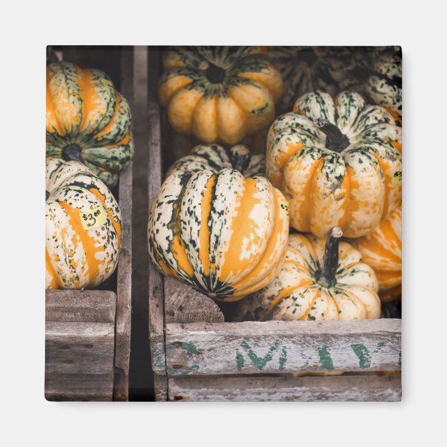 "PUMPKINS" FOOD REFRIDGERATOR MAGNET (Front)