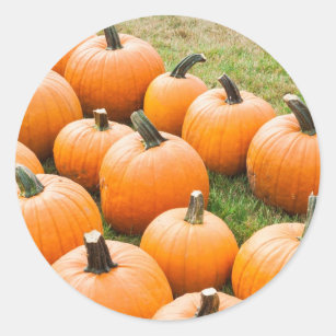 Pumpkins for Sale at a Farmer's Market Classic Round Sticker