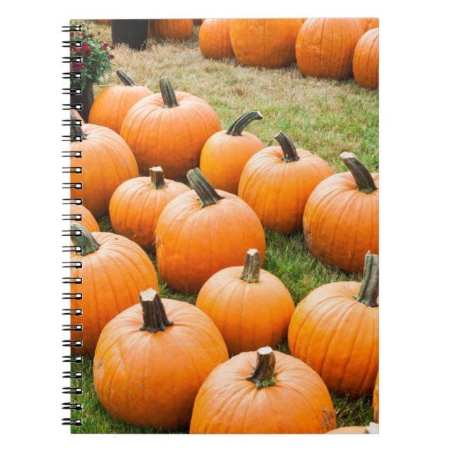 Pumpkins for Sale at a Farmer's Market Notebook (Front)