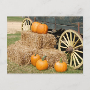 Pumpkins for Sale Postcard
