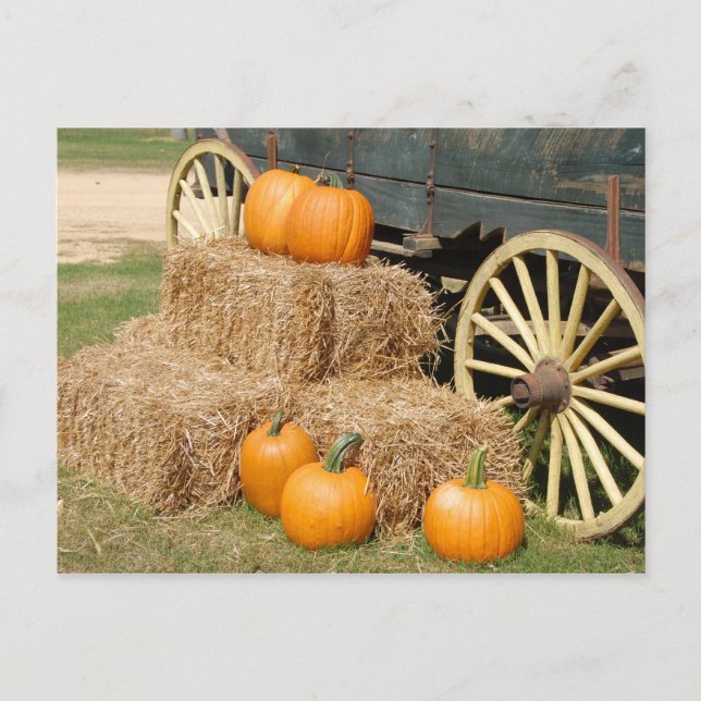 Pumpkins for Sale Postcard (Front)
