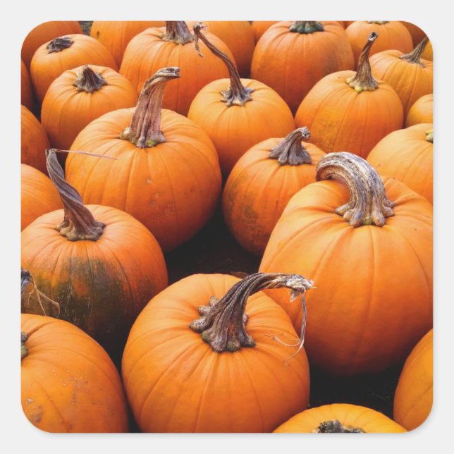 Pumpkins Galore Square Sticker (Front)