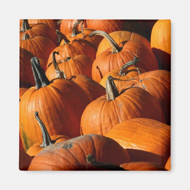Pumpkins Magnet (Front)