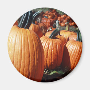 Pumpkins Magnet