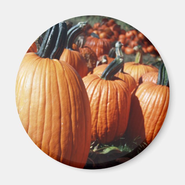 Pumpkins Magnet (Front)
