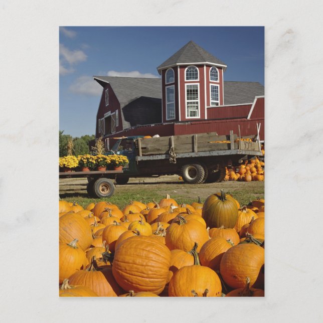Pumpkins on farm in autumn near Concord, 2 Postcard (Front)