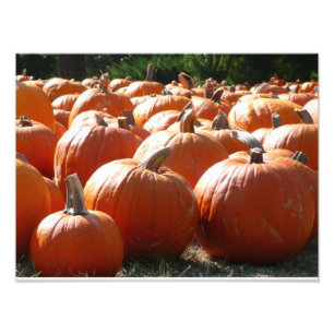 Pumpkins Photo for Fall, Halloween or Thanksgiving
