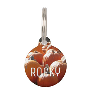 Pumpkins Photo for Fall, Halloween or Thanksgiving Pet Tag