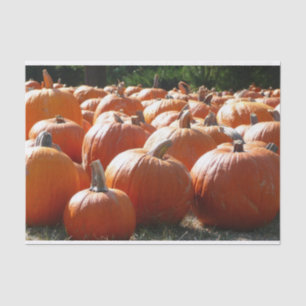 Pumpkins Photo for Fall, Halloween or Thanksgiving Tissue Paper