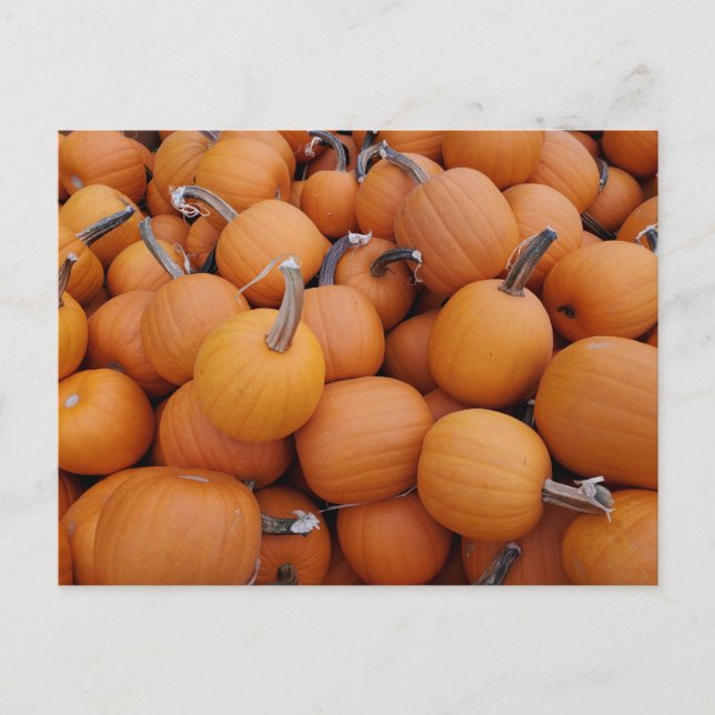 Pumpkins Postcard (Front)