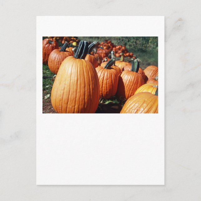 Pumpkins Postcard (Front)