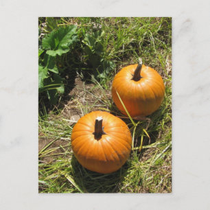 Pumpkins Postcard