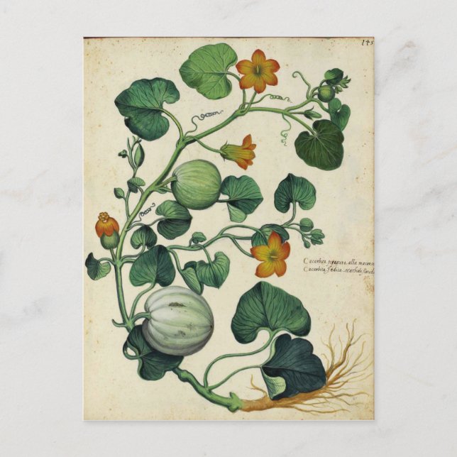 Pumpkins Squash Vintage Botanical Print Postcard (Front)