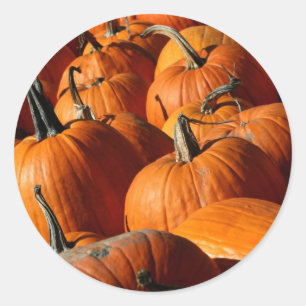 Pumpkins Sticker
