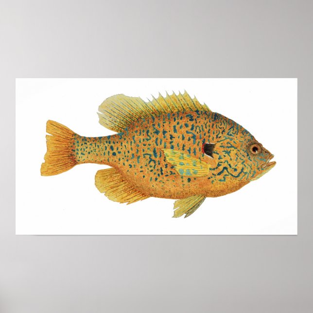 Pumpkinseed Sunfish Art Poster (Front)