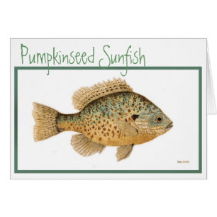 Pumpkinseed Sunfish card