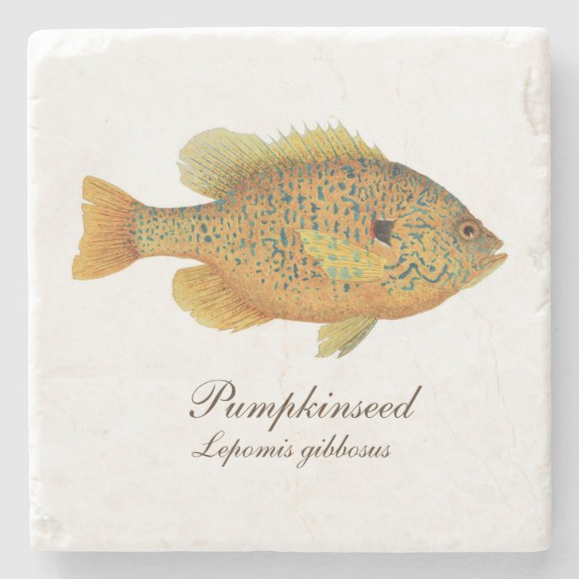 Pumpkinseed Sunfish Coaster (Front)