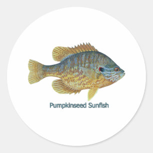 Pumpkinseed Sunfish (titled) Classic Round Sticker