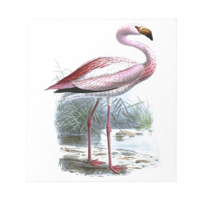 Puna Flamingo Vintage Illustration Notepad (Front)