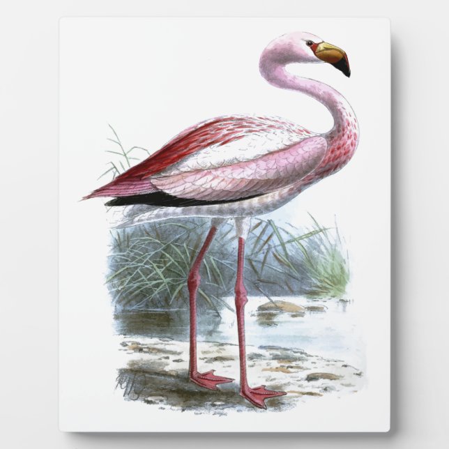 Puna Flamingo Vintage Illustration Plaque (Front)