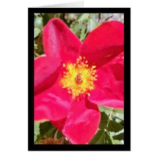 Punch en velours floral - Chanson de Sol. 16:10 Sa