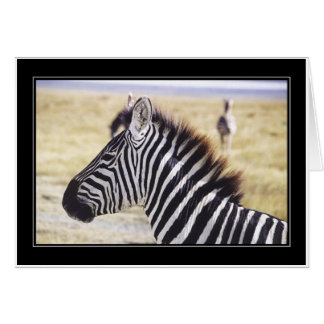 Punda Milia (Zebra) Profile