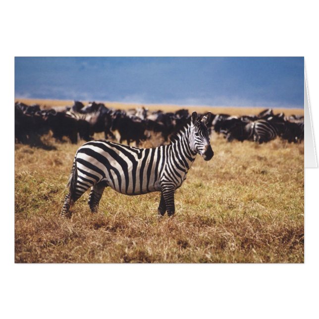 Pundamilia (Zebra) (Front Horizontal)