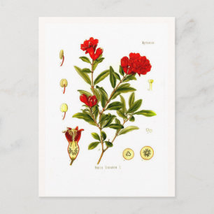 Punica granata (pomegranate) postcard
