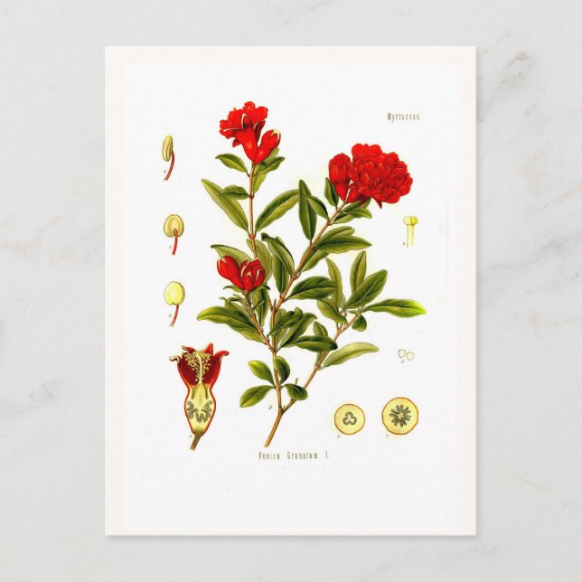 Punica granata (pomegranate) postcard (Front)