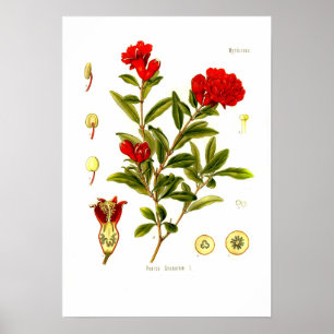 Punica granata (pomegranate) poster