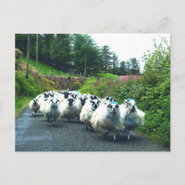 Punk Sheep on the Beara Peninsula Ireland Postcard (Front)