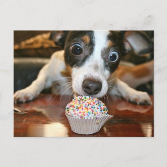 Pup Cake Postcard (Front)
