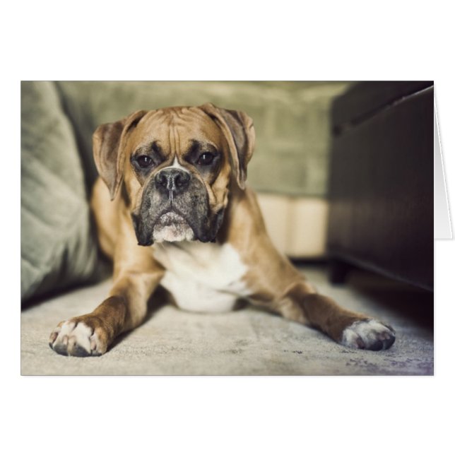 Pup de boxe anglaise (Devant horizontal)