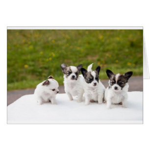 puppies-453532.jpg