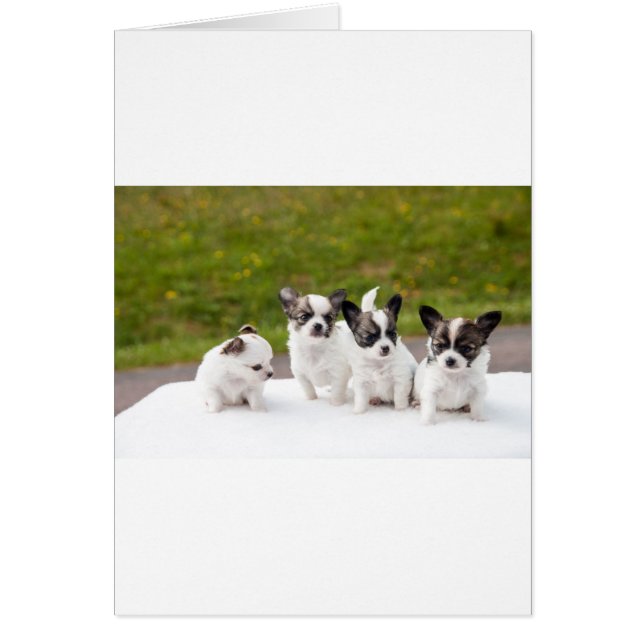 puppies-453532.jpg (Front)