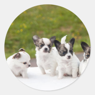 puppies-453532.jpg classic round sticker