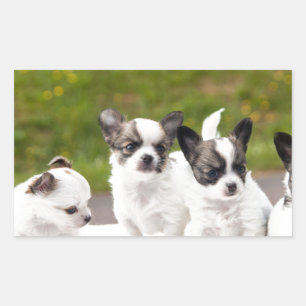 puppies-453532.jpg sticker