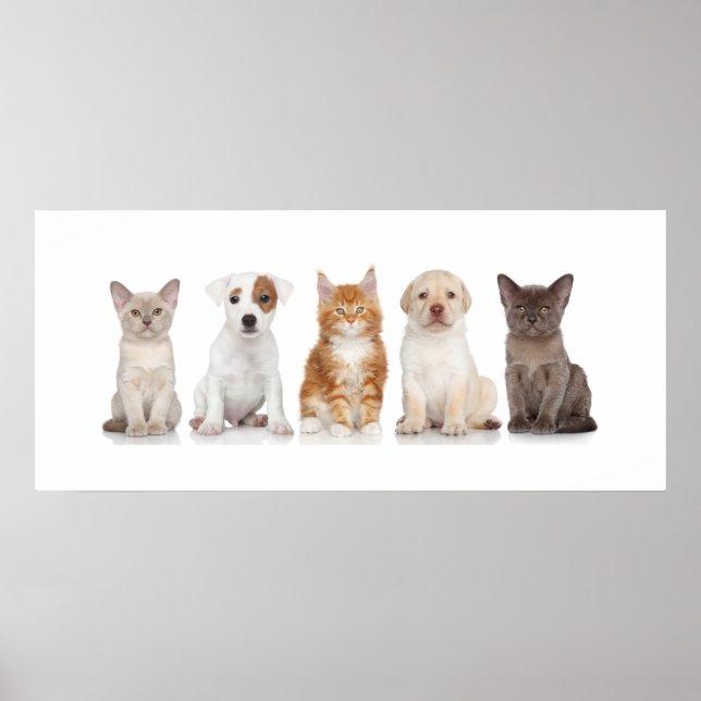 Puppies and Kittens - Poster - srf (Front)