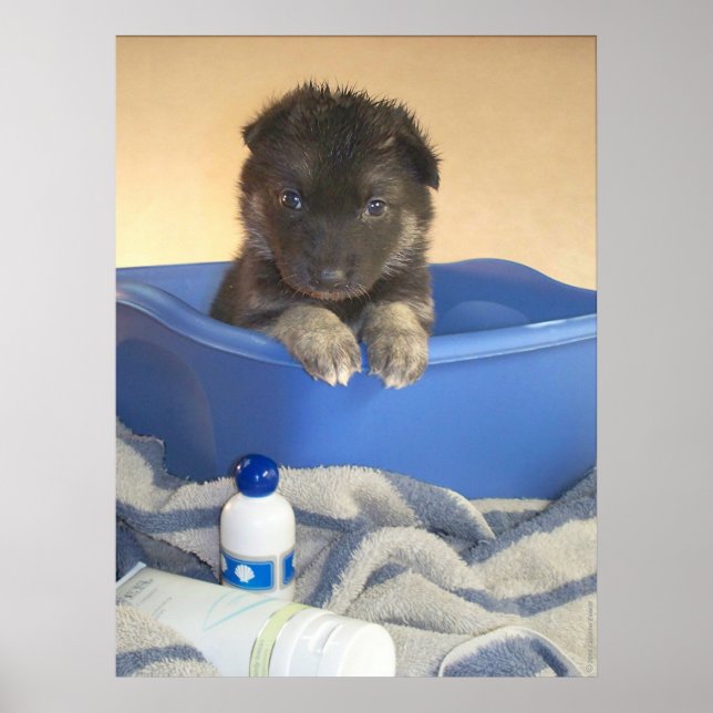 Puppies First Bath Poster (Front)