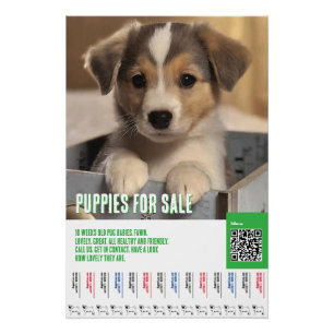 Puppies for sale flyer templates poster