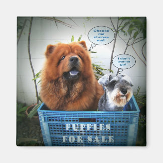 Puppies For Sale Magnet