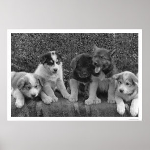 Puppies in Alaska 1921 Poster
