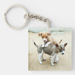 Puppies mignonnes jouer sur la plage