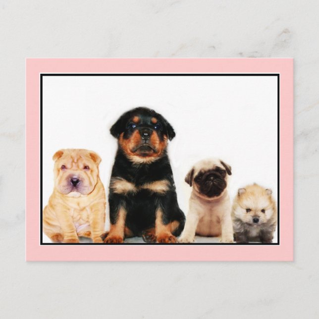 Puppies postcard (Front)