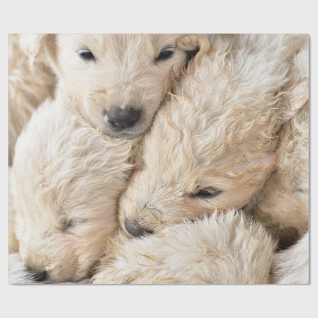 Puppies Valentine's Day Wrapping Paper (Flat)